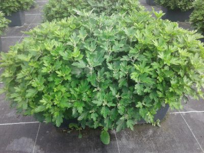 bloembakjes / jardinaire 45cm