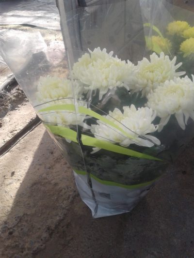Dirigee schaal 23cm 7bloem - Afbeelding 5