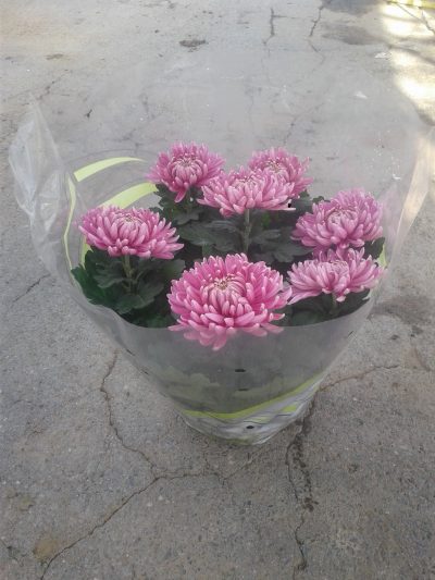 Dirigee schaal 23cm 7bloem - Afbeelding 4