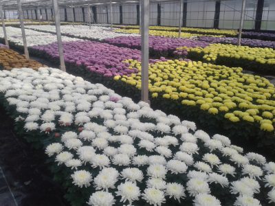 Dirigee schaal 23cm 7bloem