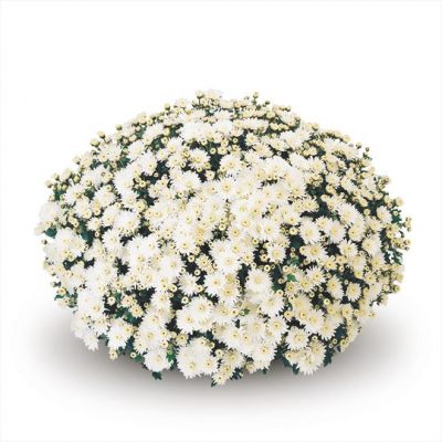 Potchrysanten - Afbeelding 2