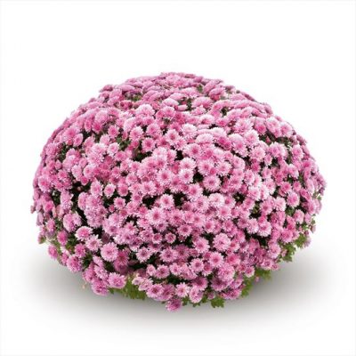 Potchrysanten - Afbeelding 9