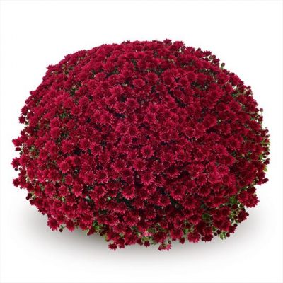 Potchrysanten - Afbeelding 8