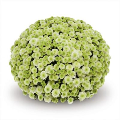 Potchrysanten - Afbeelding 7