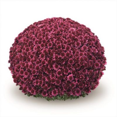 Potchrysanten - Afbeelding 6