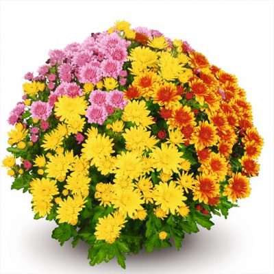 Potchrysanten - Afbeelding 4