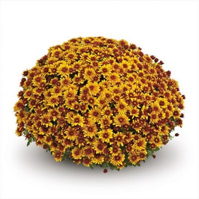 Potchrysanten - Afbeelding 5
