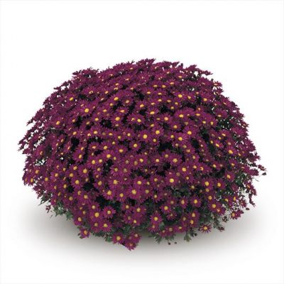 Potchrysanten - Afbeelding 3