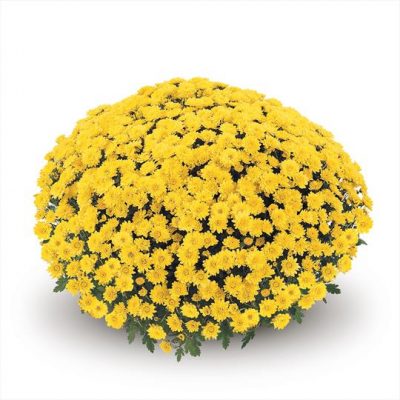 Potchrysanten