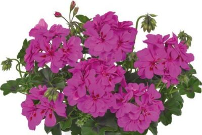 PELTATUM DOUBLET - DUBBEL HANGENDE GERANIUMS - Afbeelding 12