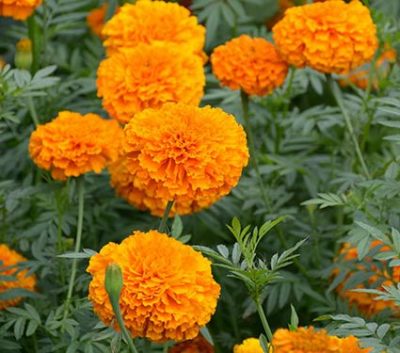 TAGETES ERECTA 'ORANGE'/GROOT STINKERTJE