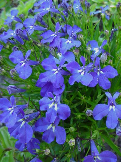 LOBELIA ERINUS 'BLUE'/LOBELIA