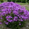 PHLOX 'OPENING ACT ROMANCE'/VLAMBLOEM - Afbeelding 2