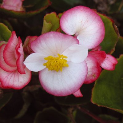 BEGONIA SEMPERFLORENS 'BICOLOUR'/WATERBEGONIA