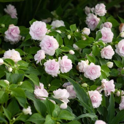 IMPATIENS WALLERIANA (DOUBLE)/VLIJTIG LIESJE APPLE BLOSSOM - Afbeelding 2