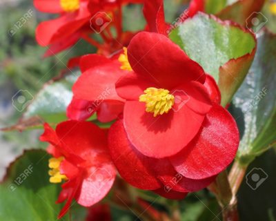 BEGONIA SEMPERFLORENS 'RED'/WATERBEGONIA