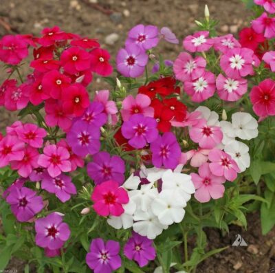 PHLOX DRUMMONDII/EENJARIGE VLAMBLOEM