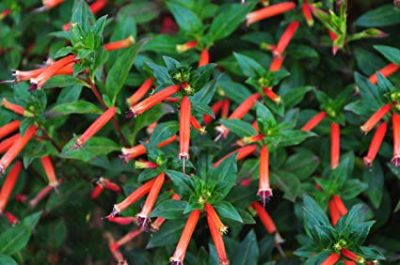 CUPHEA IGNEA/LUCIFERPLANT, CIGARENPLANT
