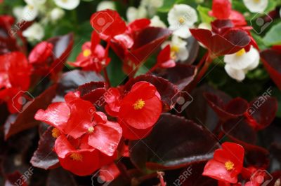 BEGONIA SEMPERFLORENS 'BRONZE RED'/WATERBEGONIA