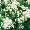 AGERATUM 'WHITE'/LEVERBALSEM, DONSBLOEM