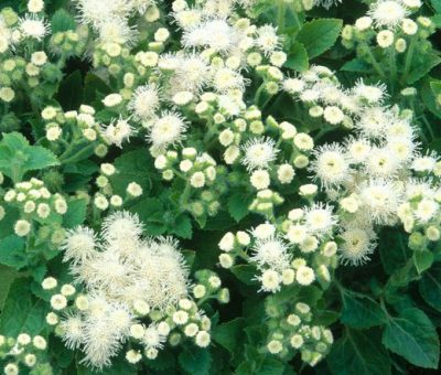 AGERATUM 'BLUE'/LEVERBALSEM, DONSBLOEM - Afbeelding 2