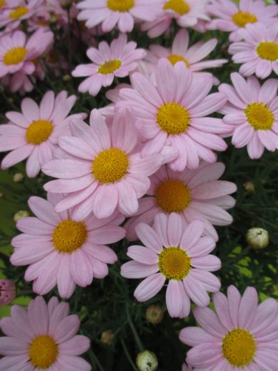 ARGYRANTHEMUM/STRUIKMARGRIET - Afbeelding 4