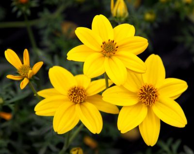 BIDENS/TANDZAAD YELLOW