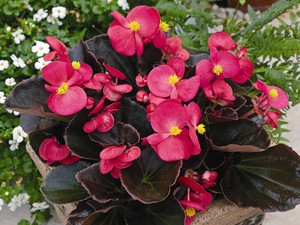 BEGONIA SEMPERFLORENS 'BRONZE ROZE'/WATERBEGONIA