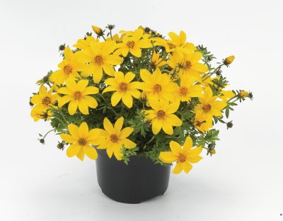 BIDENS/TANDZAAD YELLOW - Afbeelding 2