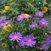 BRACHYCOME/AUSTRALISCH MADELIEFJE 'BRASCO VIOLET'