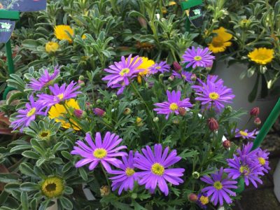 BRACHYCOME/AUSTRALISCH MADELIEFJE 'BRASCO VIOLET'