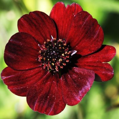COSMOS 'CHOCAMOCHA'/CHOCOLADECOSMOS