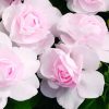 IMPATIENS WALLERIANA (DOUBLE)/VLIJTIG LIESJE APPLE BLOSSOM