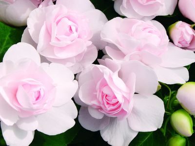 IMPATIENS WALLERIANA (DOUBLE)/VLIJTIG LIESJE APPLE BLOSSOM