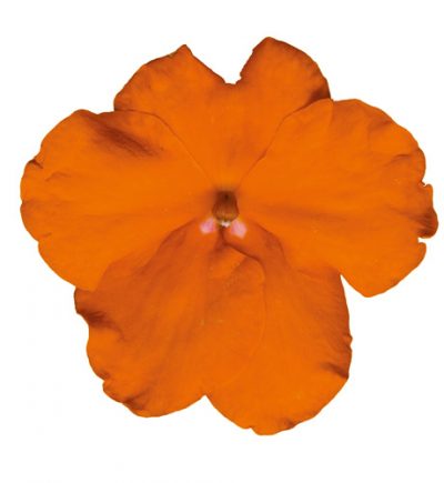 IMPATIENS WALLERIANA 'ORANGE'/VLIJTIG LIESJE