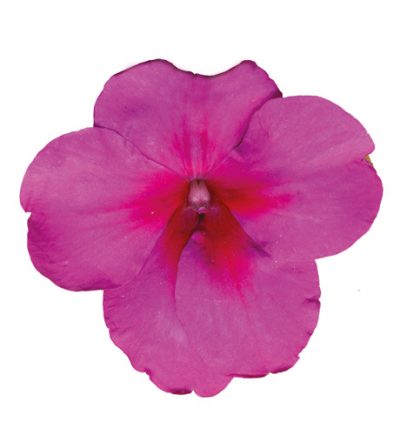 IMPATIENS WALLERIANA 'LILAC EYE'/VLIJTIG LIESJE