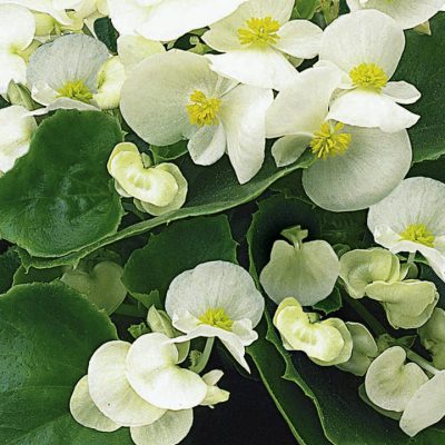 BEGONIA SEMPERFLORENS 'WHITE'/WATERBEGONIA