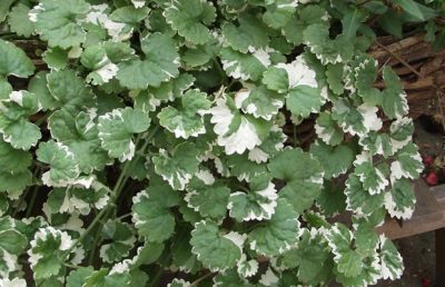 GLECHOMA (SYN. NEPETA) 'VARIEGATA'/HONDSDRAF