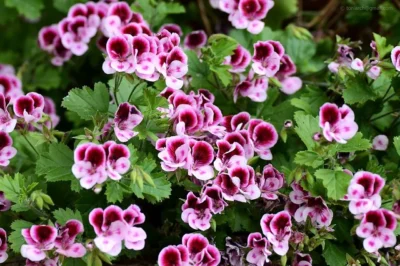 PELARGONIUM 'ANGELEYES RANDY' - MINI GERANUIMS