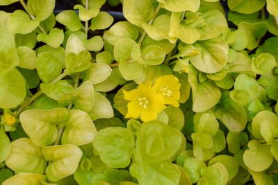 LYSIMACHIA NUMMULARIA 'GOLDI'/PENNINGKRUID - Afbeelding 3