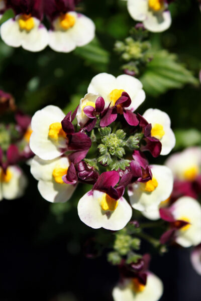 NEMESIA/ELFENSPIEGEL 'ESCENTIAL RASPBERRY LEMONADE' - Afbeelding 2