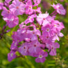 PHLOX 'OPENING ACT ROMANCE'/VLAMBLOEM