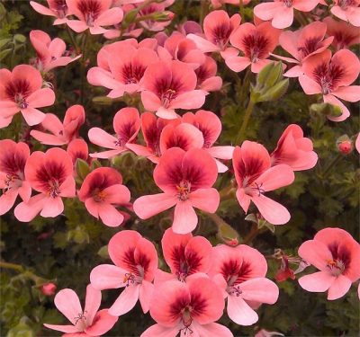 PELARGONIUM 'ANGELEYES' - MINI GERANUIMS - Afbeelding 3