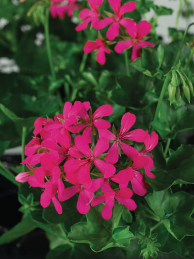 PELTATUM BALCON - ENKELE HANGENDE GERANIUMS - Afbeelding 3