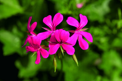 PELTATUM BALCON - ENKELE HANGENDE GERANIUMS - Afbeelding 6