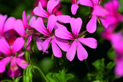 PELTATUM BALCON - ENKELE HANGENDE GERANIUMS - Afbeelding 7