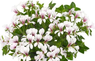 PELTATUM BALCON - ENKELE HANGENDE GERANIUMS - Afbeelding 2
