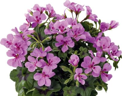 PELTATUM DOUBLET - DUBBEL HANGENDE GERANIUMS - Afbeelding 13
