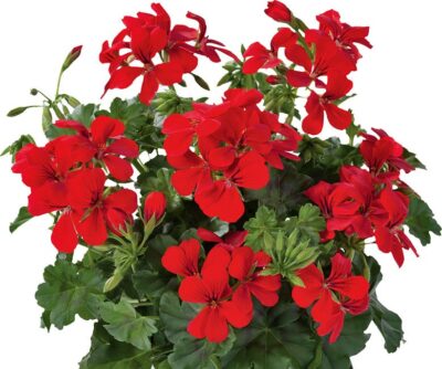 PELTATUM DOUBLET - DUBBEL HANGENDE GERANIUMS - Afbeelding 15