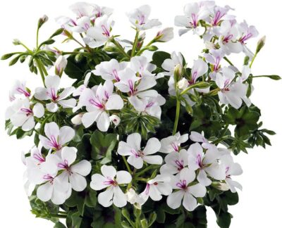 PELTATUM DOUBLET - DUBBEL HANGENDE GERANIUMS - Afbeelding 17